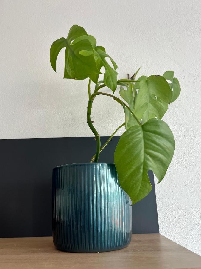 Апартаменти Monstera I Колін Екстер'єр фото